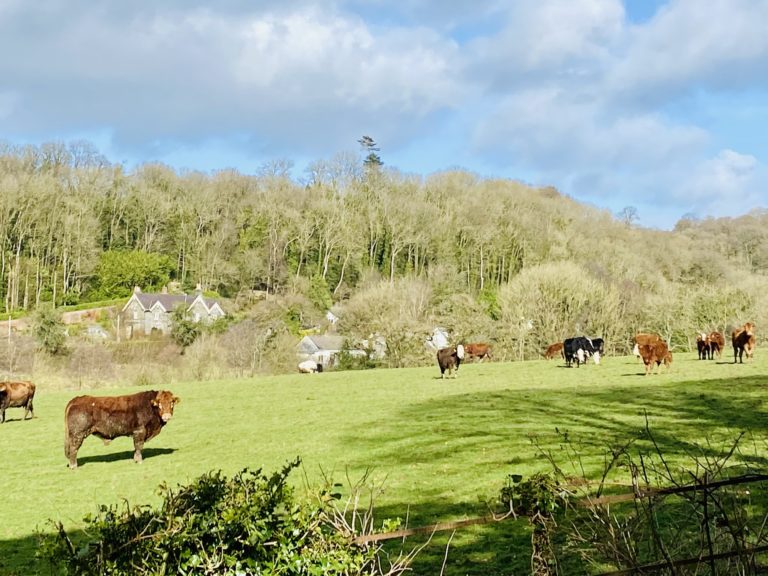 View to the side of Llwyndyrys  768x576